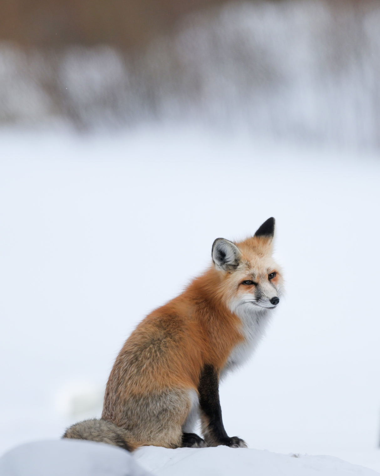 Nikon Z 8 FX-format Mirrorless Camera - Body Only