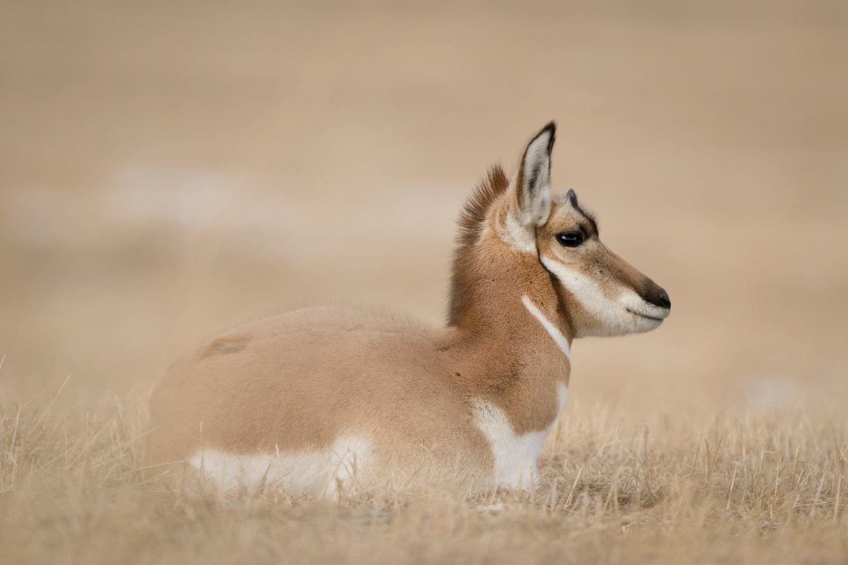 Nikon Z 8 FX-format Mirrorless Camera, with 24-120mm Lens Kit