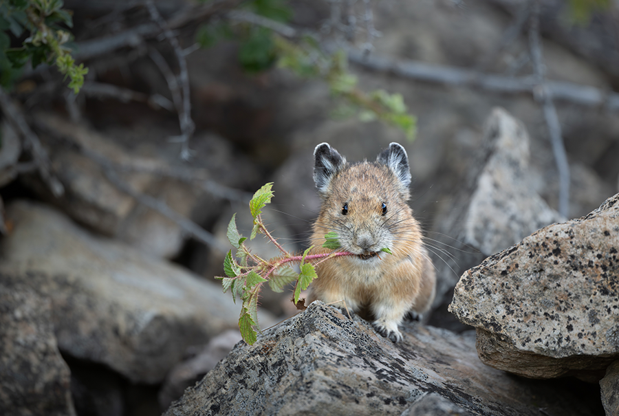 Nikon NIKKOR Z 600mm f/6.3 VR S Lens