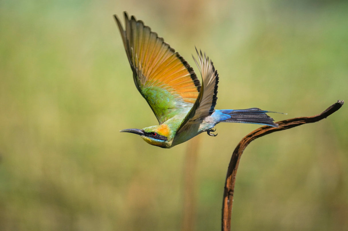 Nikon Z 8 FX-format Mirrorless Camera - Body Only