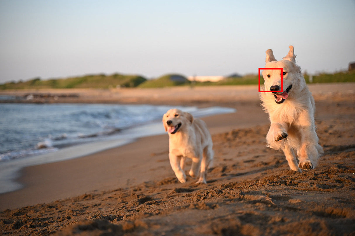 Nikon Z f FX-format Mirrorless Camera