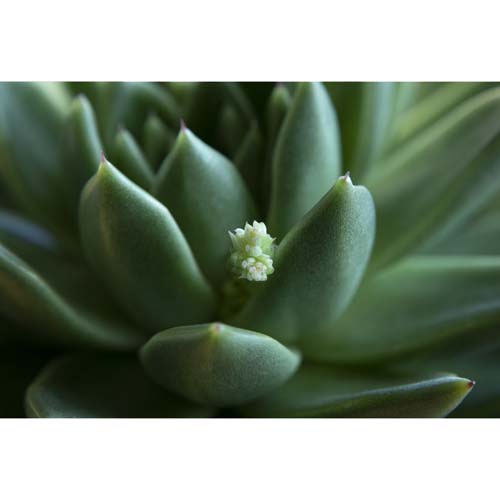ProMaster 72mm +5D Achromatic Close-Up Lens - Image 2