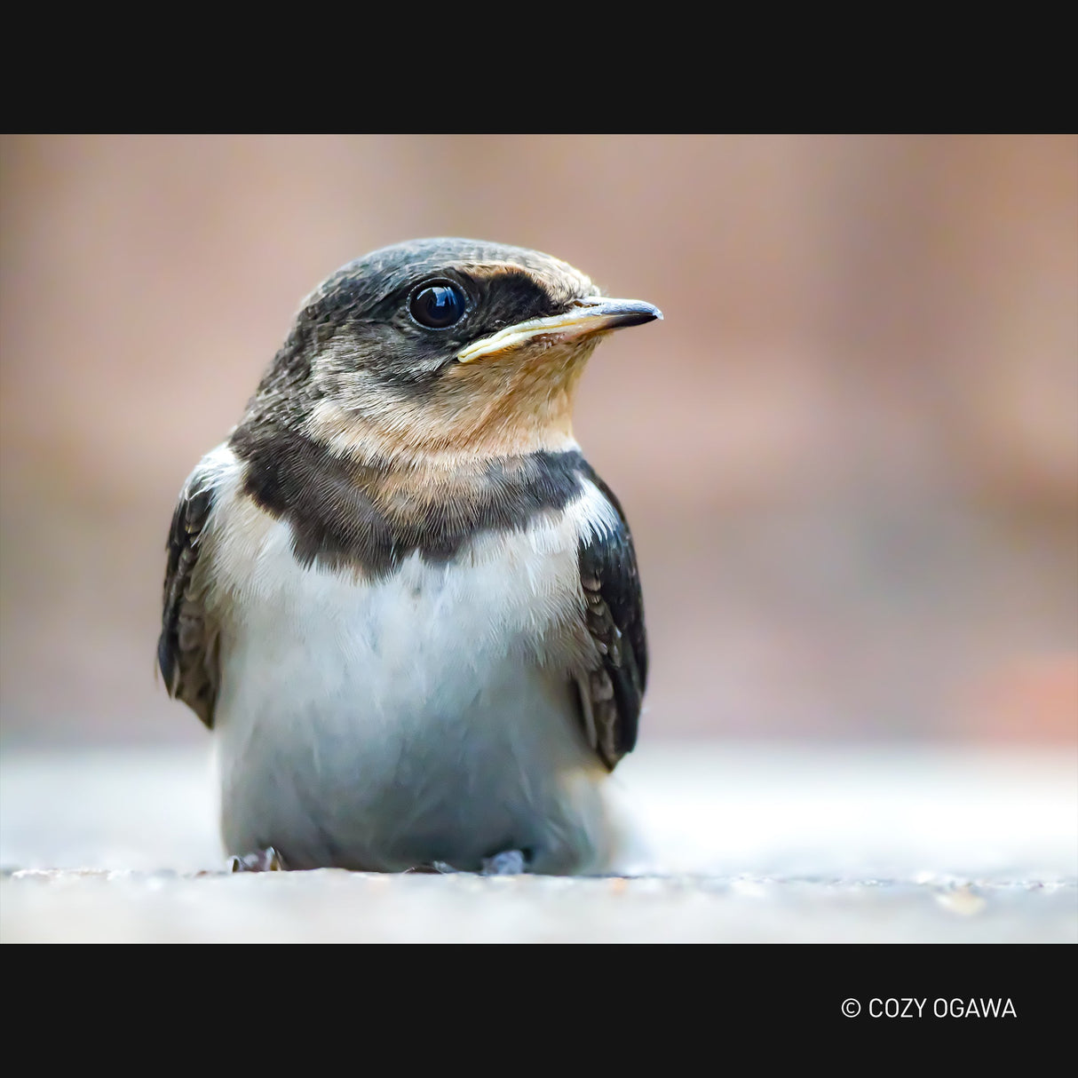 G Series LEICA 100-400mm F4.0-6.3 Lens