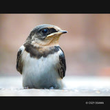 G Series LEICA 100-400mm F4.0-6.3 Lens