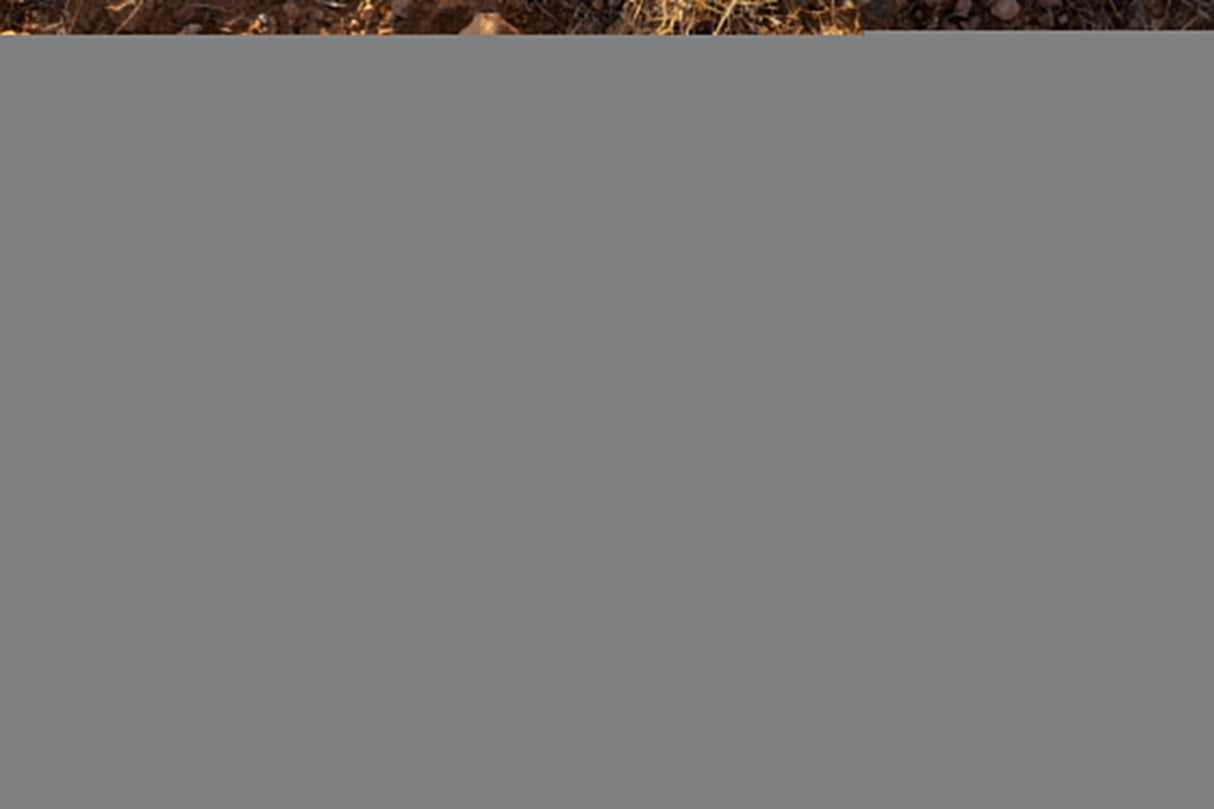 Western Landscape Neck Lanyard